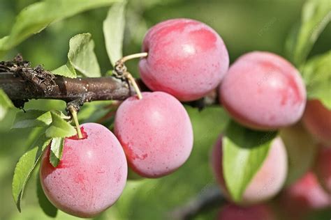 李子圖片|638,523 張 李子 圖片、庫存照片和向量圖